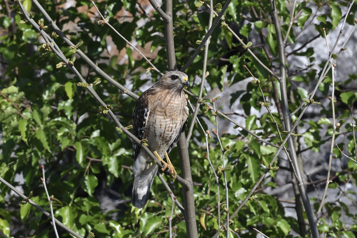 Red-shouldered Hawk (lineatus Group) - Mark Kosiewski