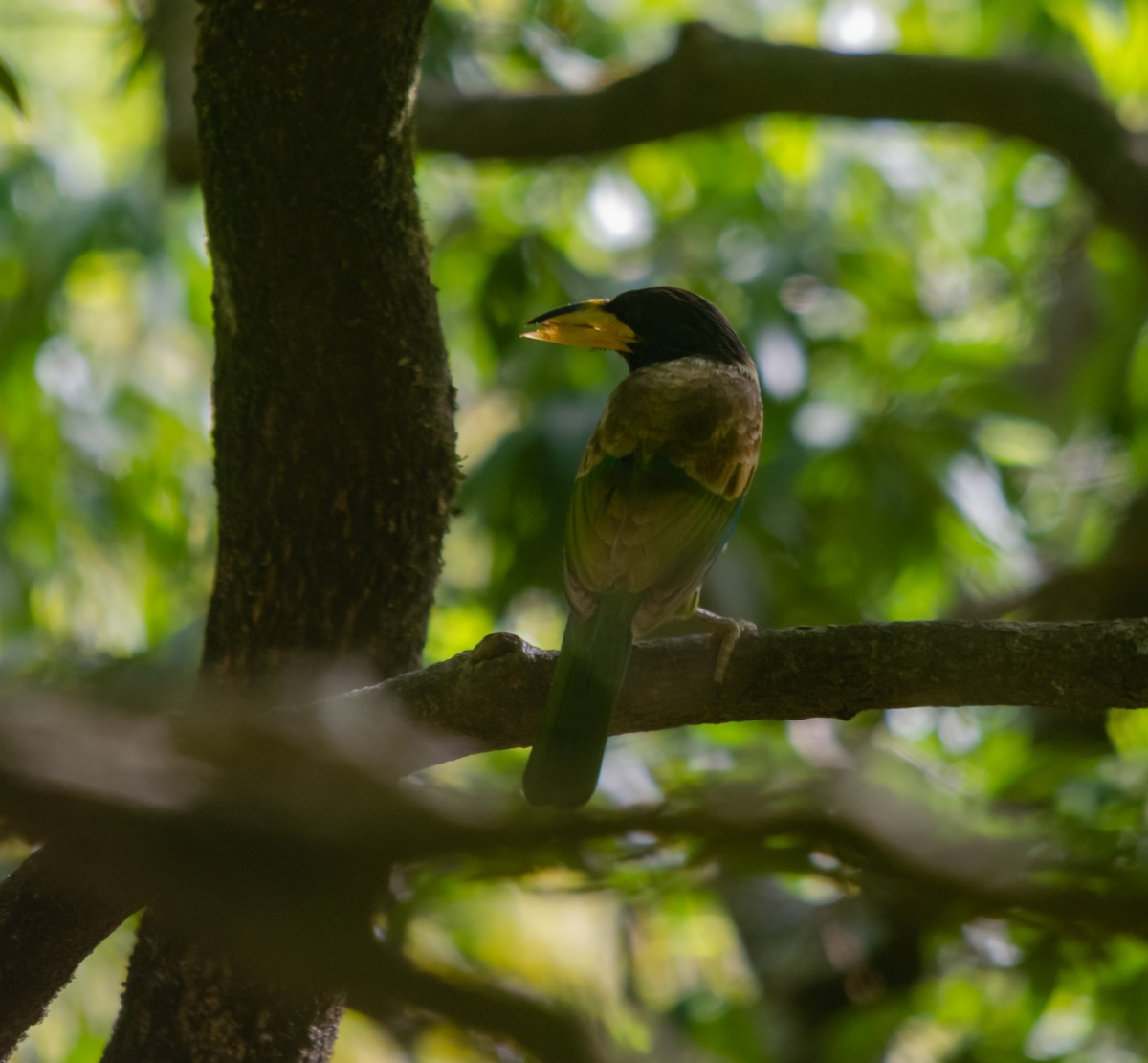 Great Barbet - Arun Raghuraman