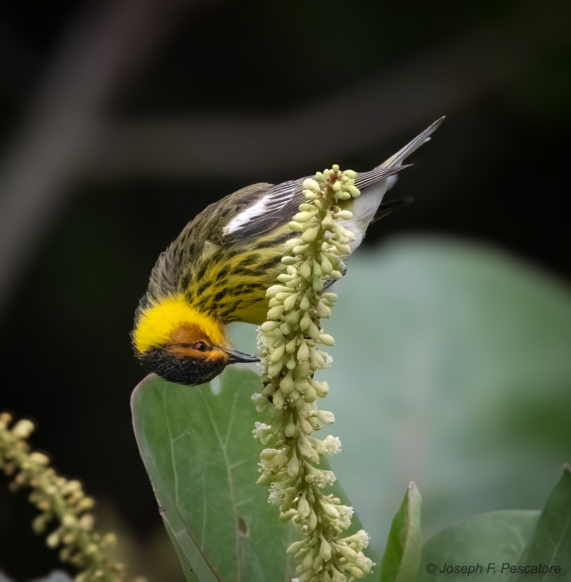 Cape May Warbler - ML617853976