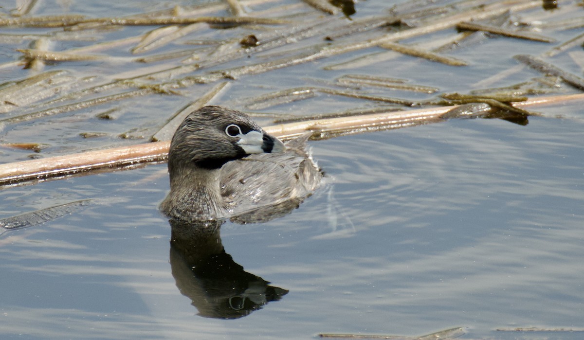 Pied-billed Grebe - ML617853984