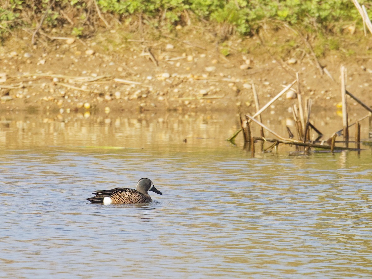 Blue-winged Teal - ML617854005