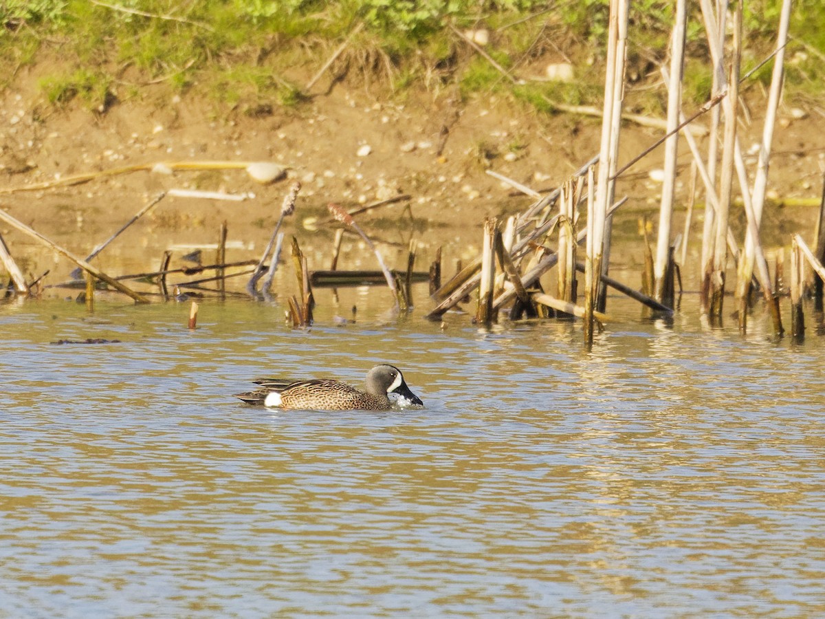 Blue-winged Teal - ML617854006