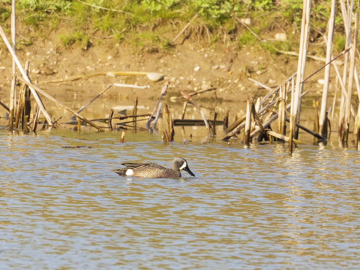 Blue-winged Teal - ML617854007