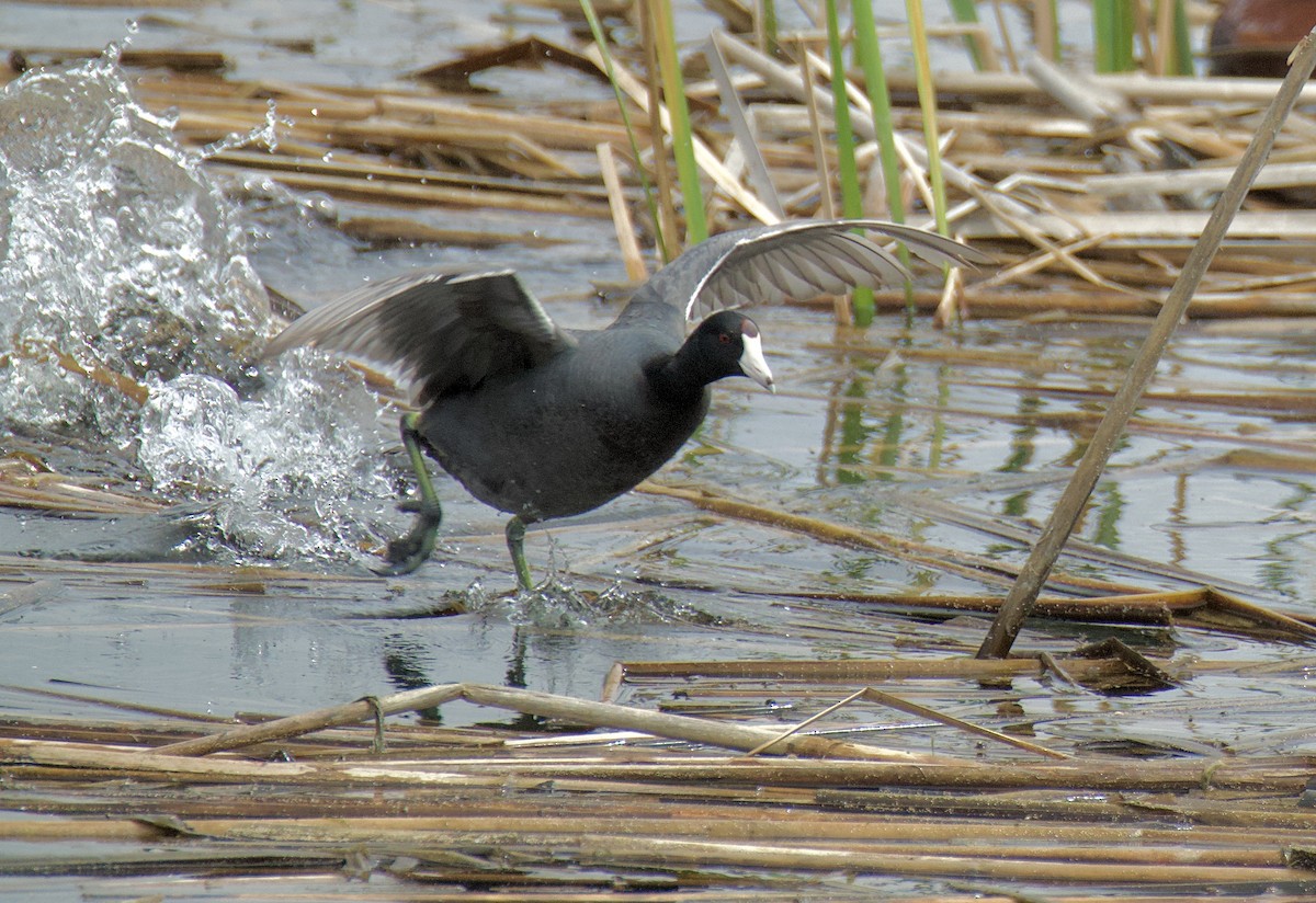 American Coot - Frank Severson