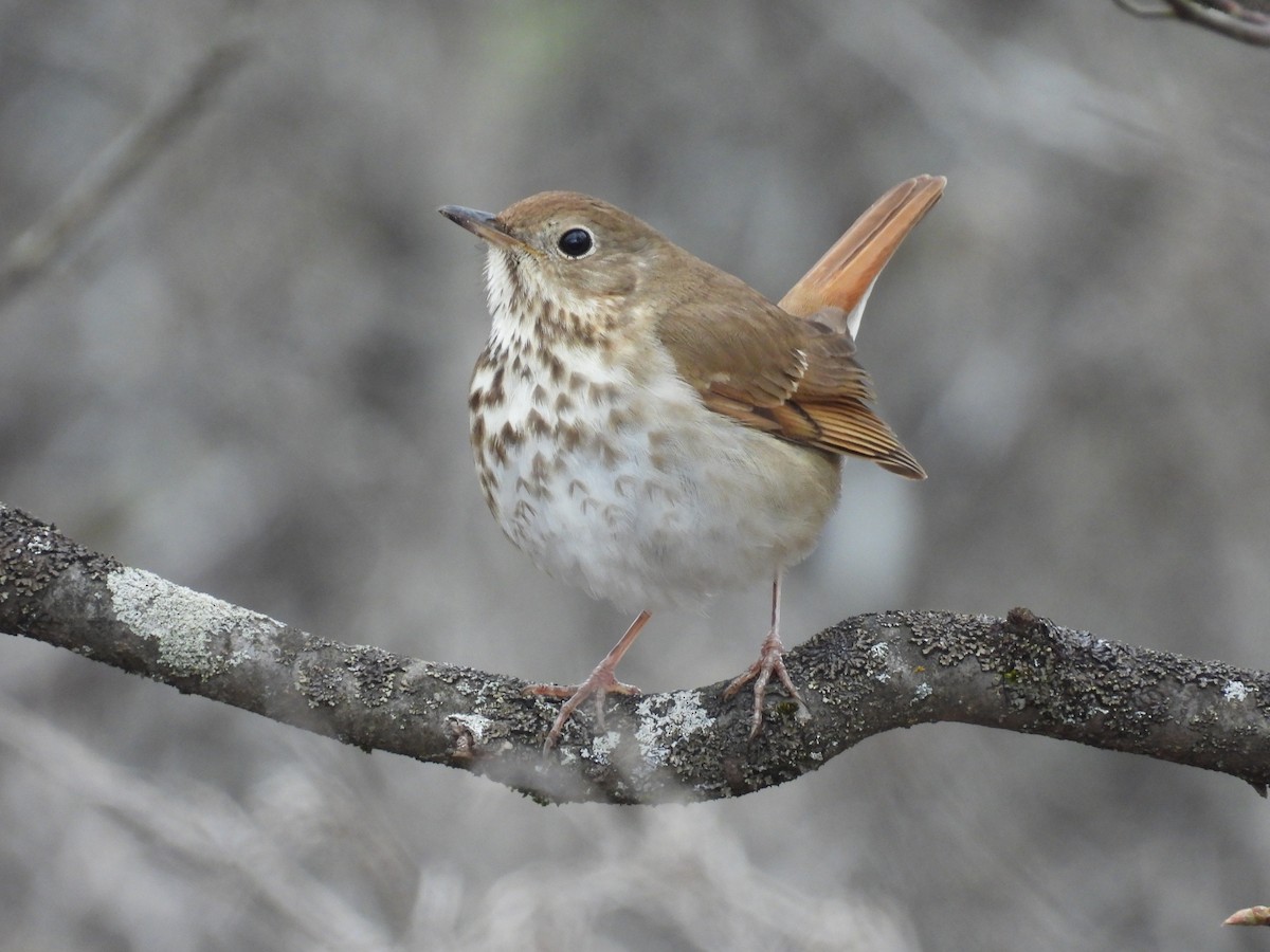 Hermit Thrush - C Douglas