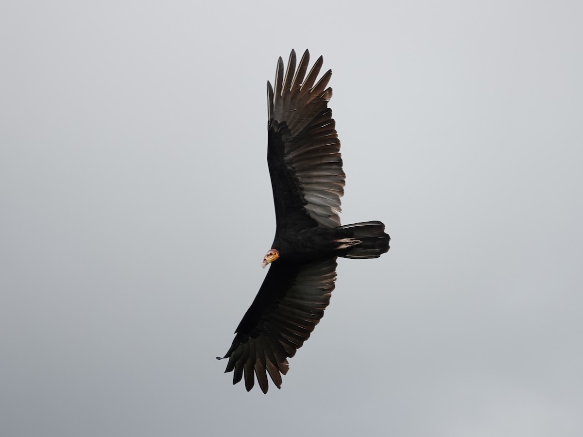 Lesser Yellow-headed Vulture - ML617854034