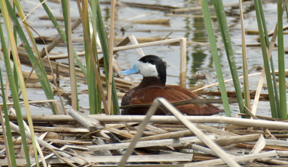 Ruddy Duck - ML617854039