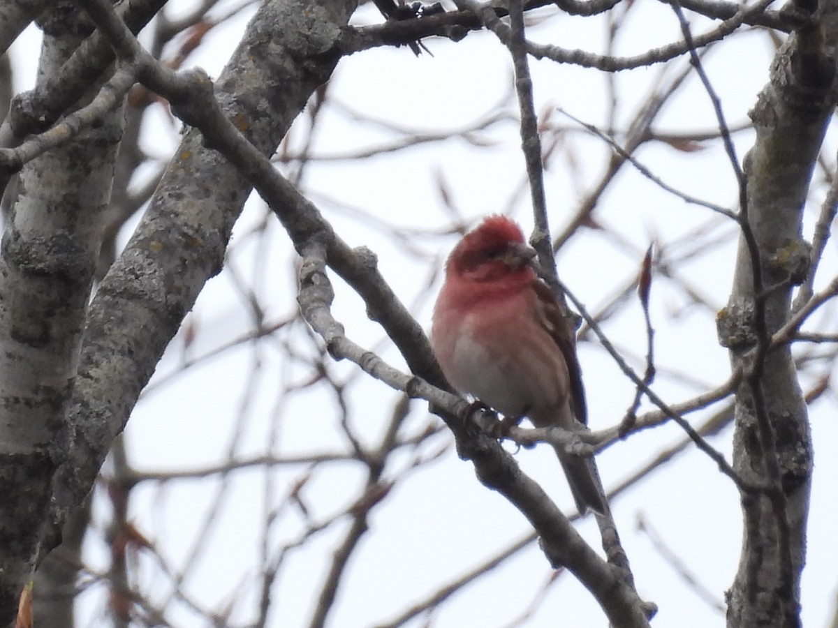 Purple Finch - C Douglas