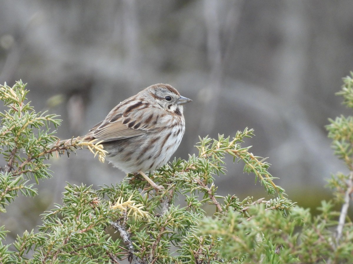 Song Sparrow - C Douglas