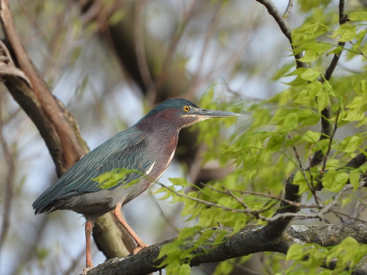 Green Heron - ML617854105