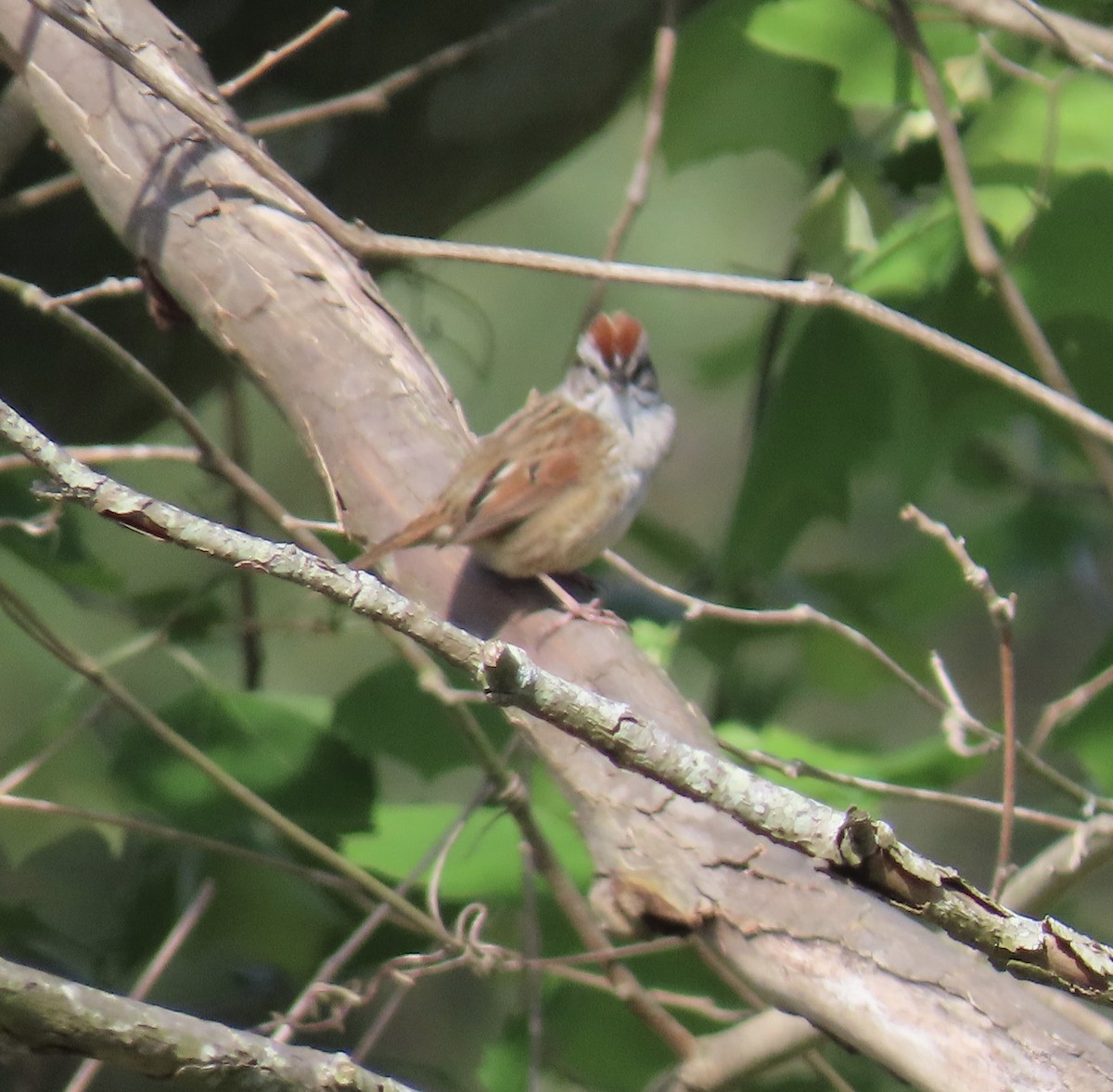 Swamp Sparrow - ML617854123