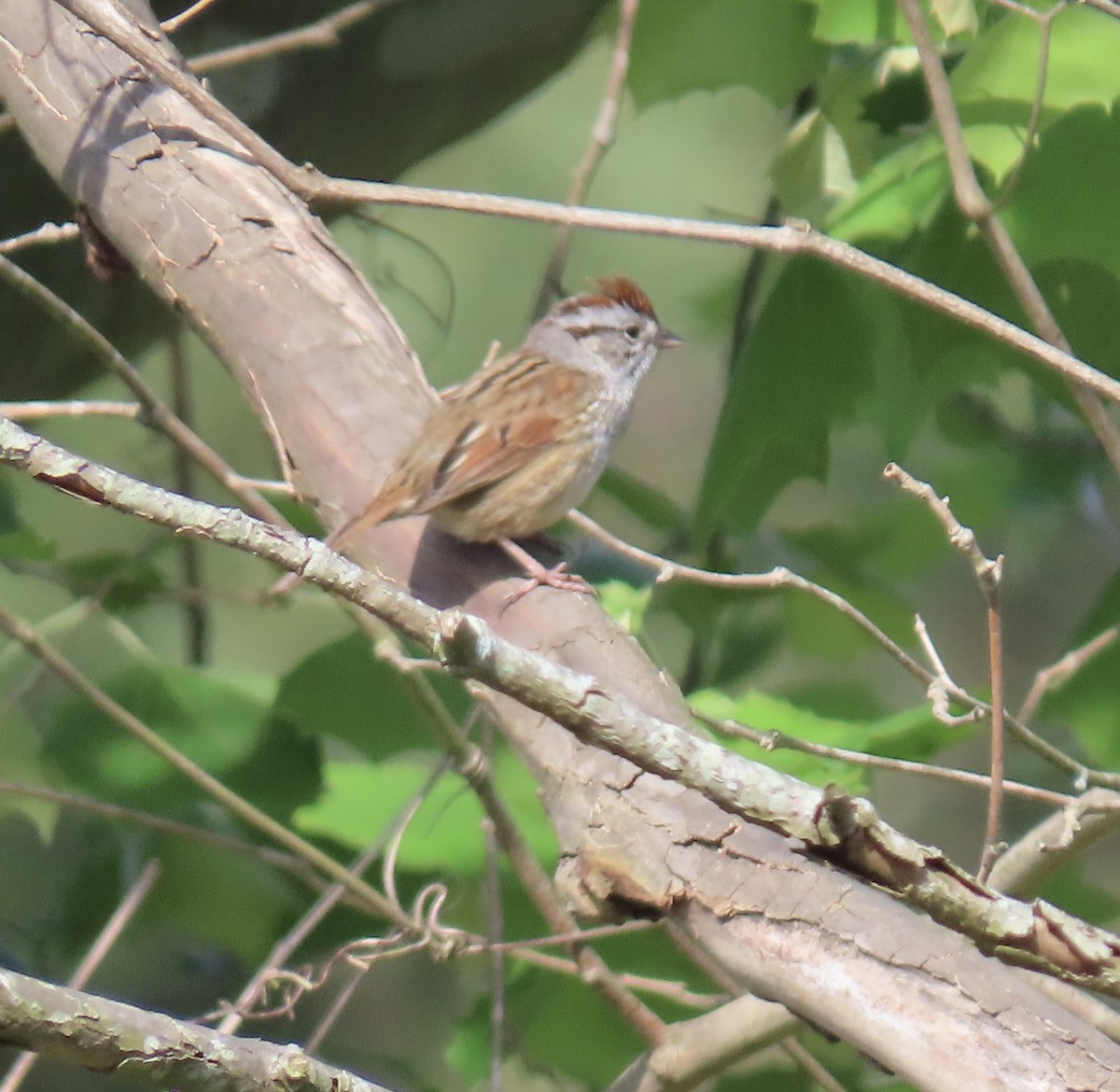 Swamp Sparrow - ML617854132
