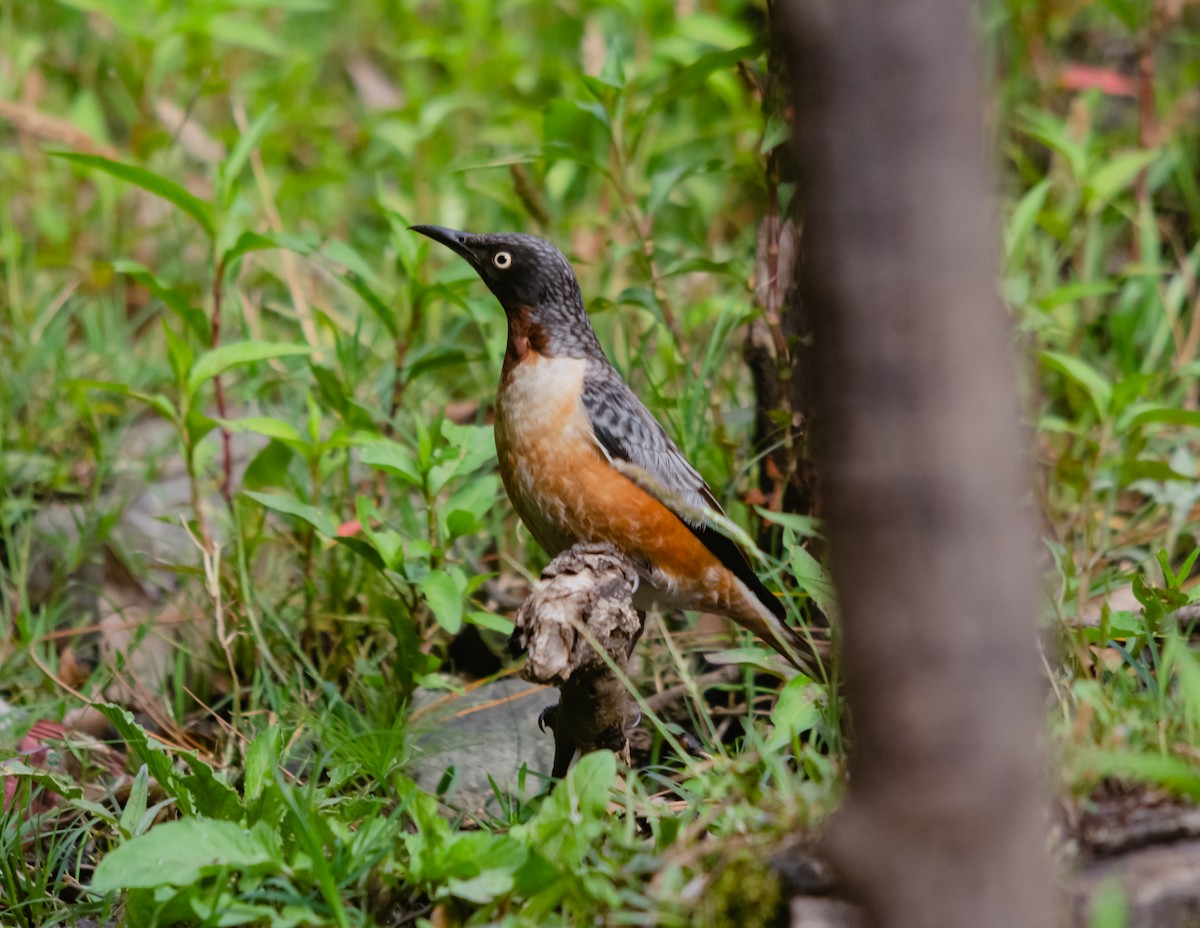 Spot-winged Starling - ML617854138