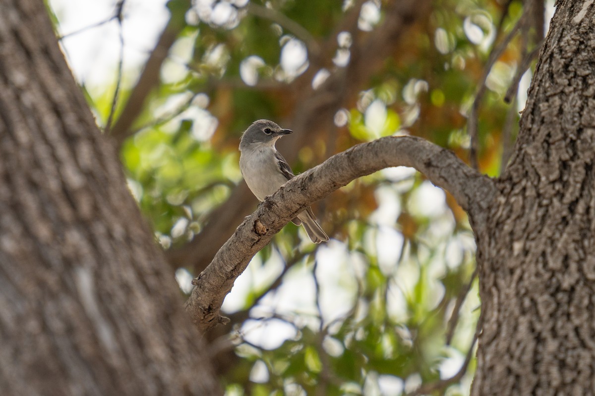 Plumbeous Vireo - ML617854139