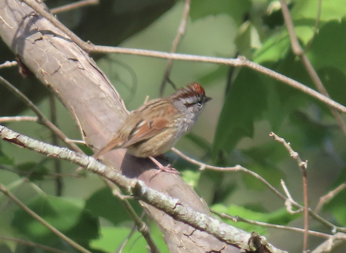 Swamp Sparrow - ML617854148