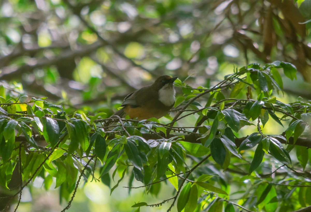 White-throated Laughingthrush - ML617854194