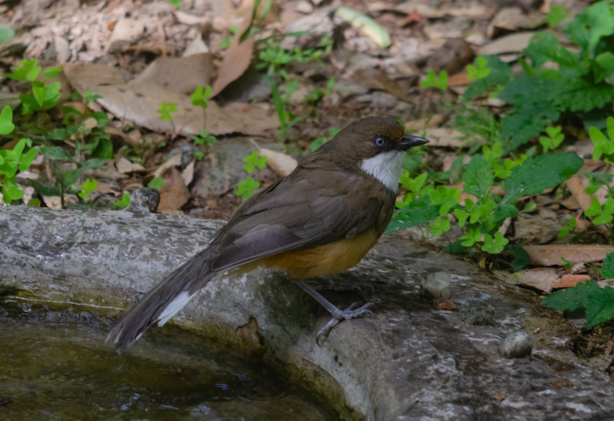 White-throated Laughingthrush - ML617854195