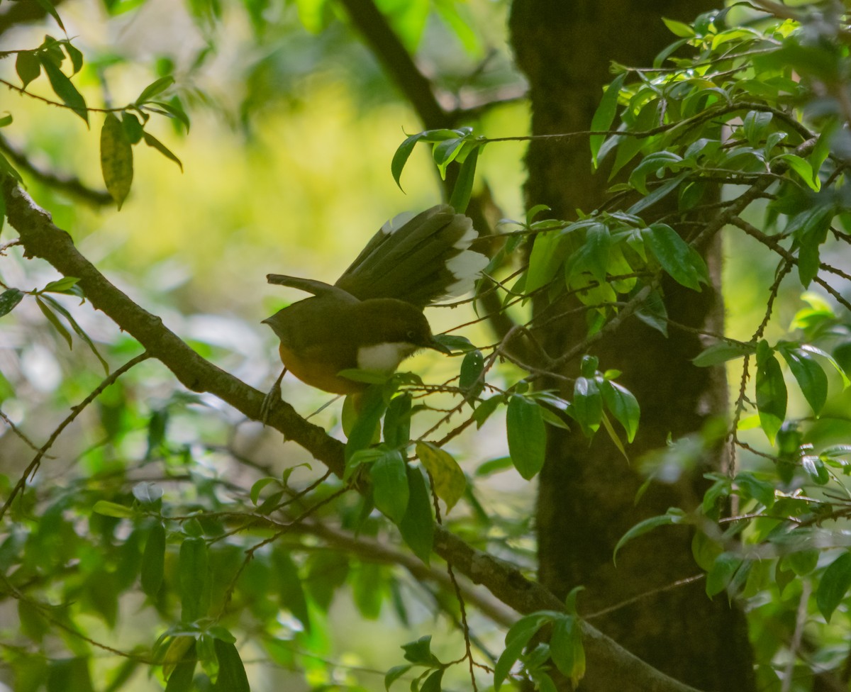 White-throated Laughingthrush - ML617854196