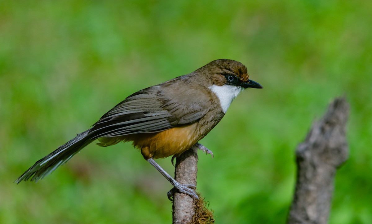 White-throated Laughingthrush - ML617854197