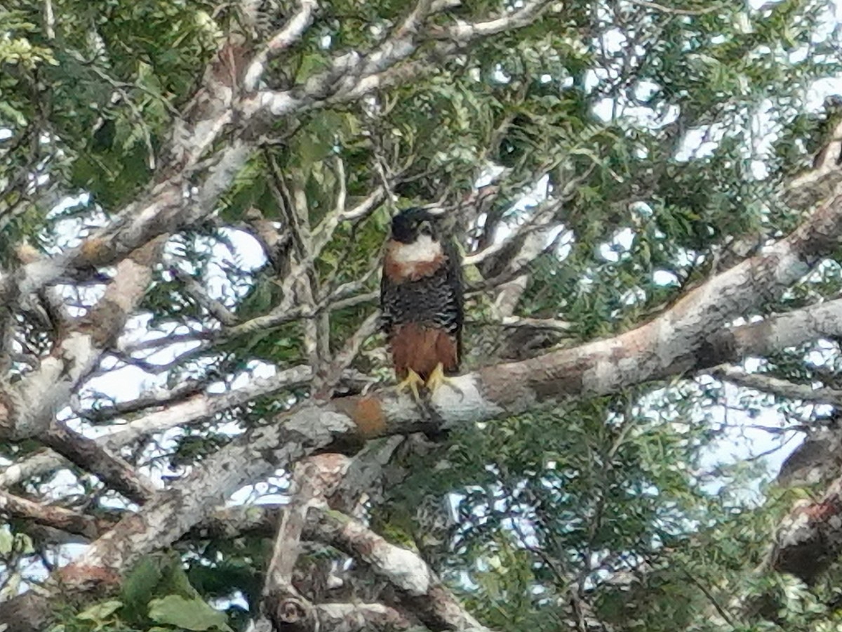 Orange-breasted Falcon - ML617854223