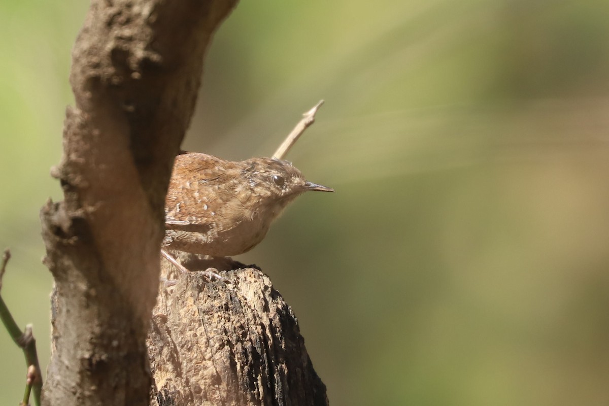 Winter Wren - ML617854256