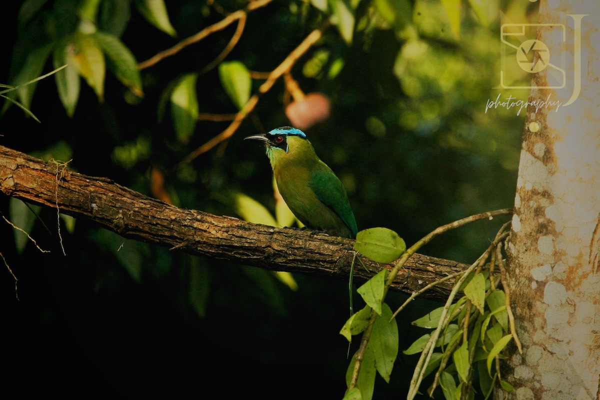 Lesson's Motmot - ML617854262