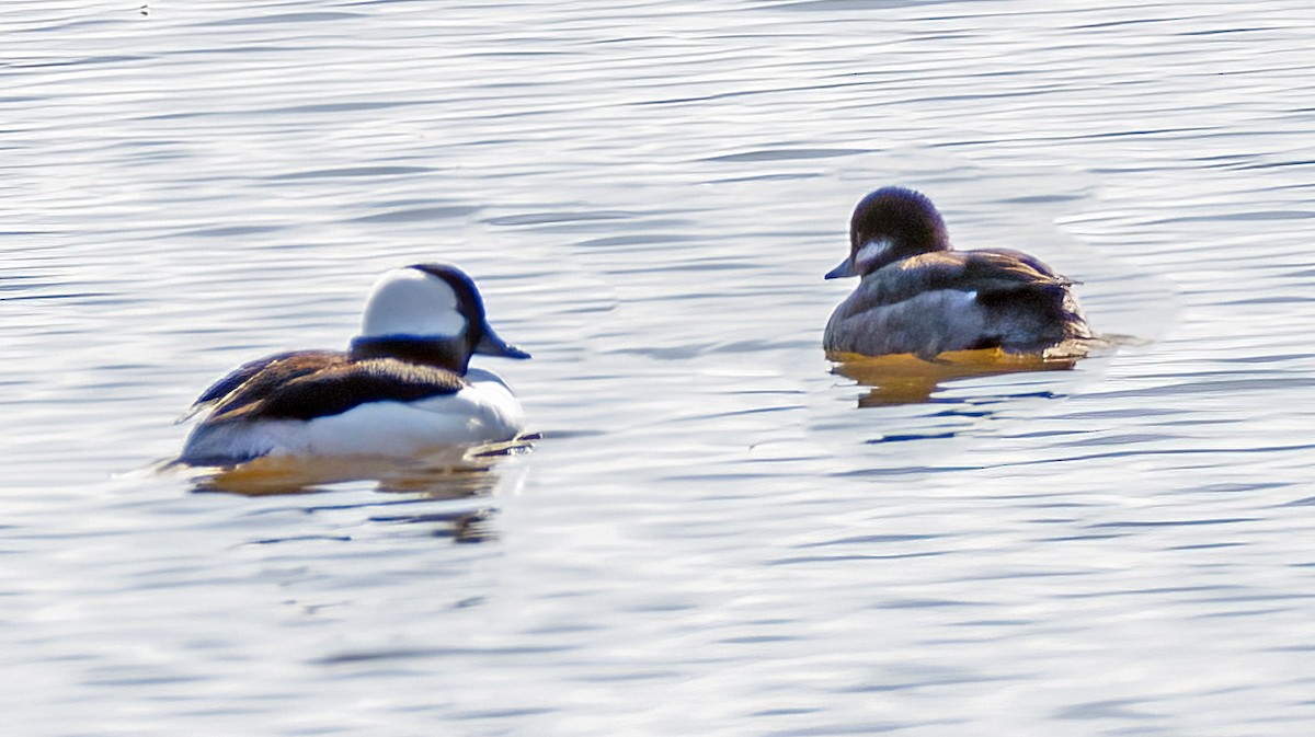 Bufflehead - ML617854307