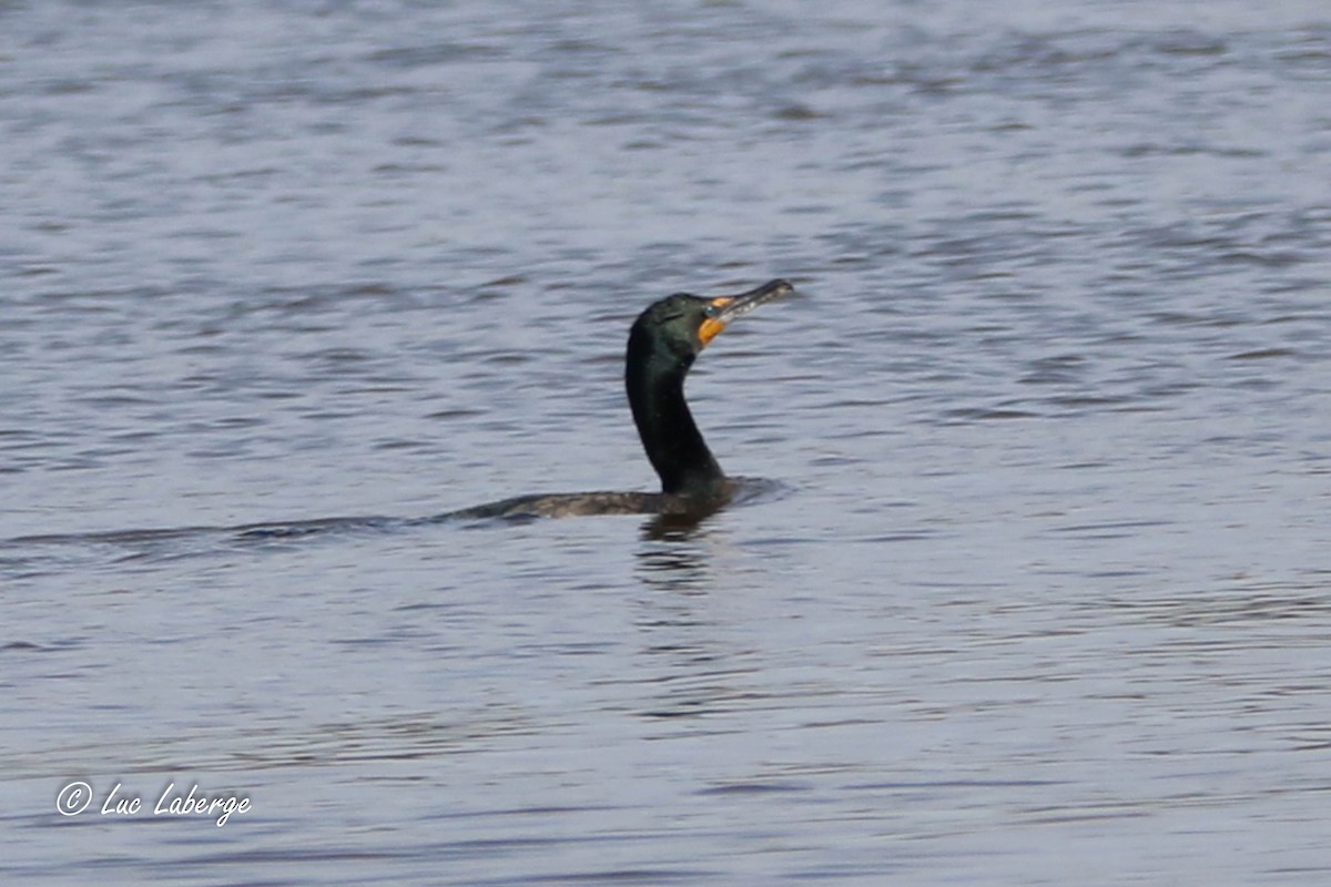 Double-crested Cormorant - ML617854346