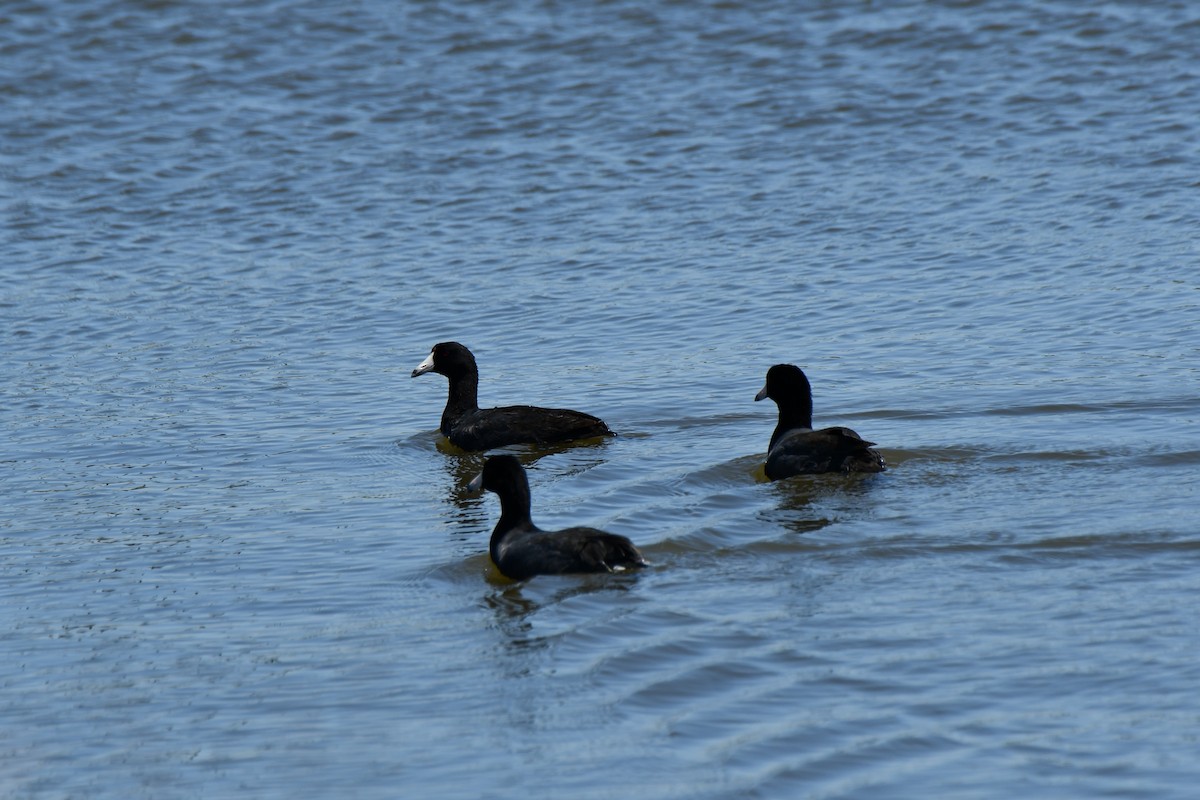 American Coot - ML617854350