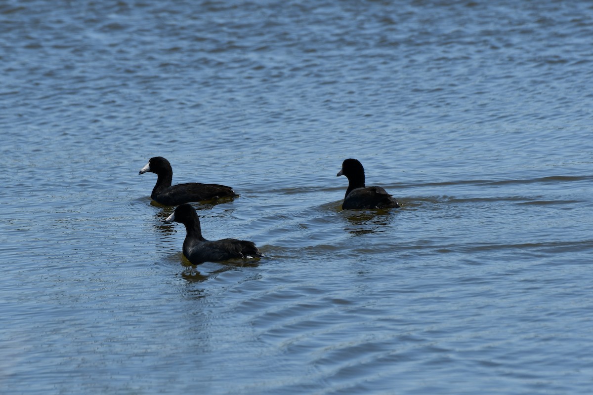 American Coot - ML617854351