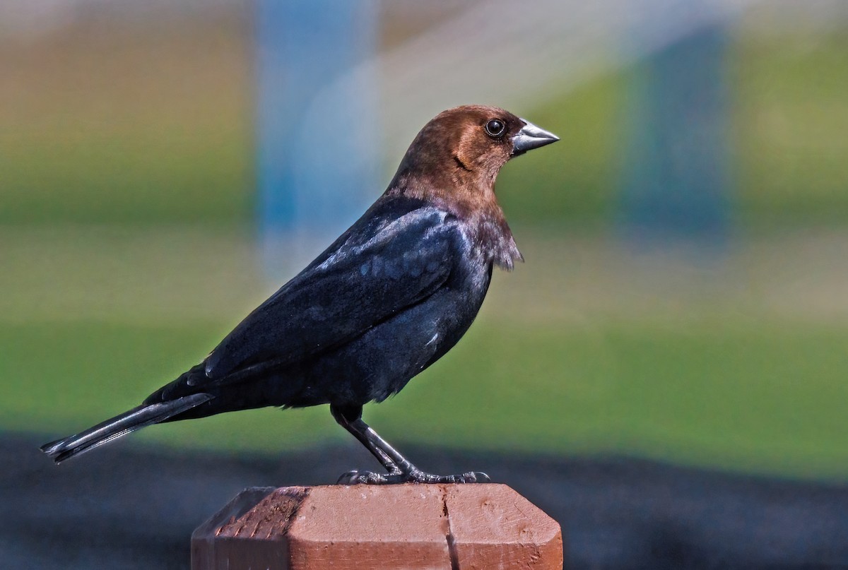 Brown-headed Cowbird - ML617854353