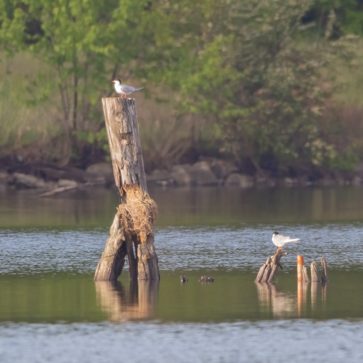 Forster's Tern - Craig Alexander