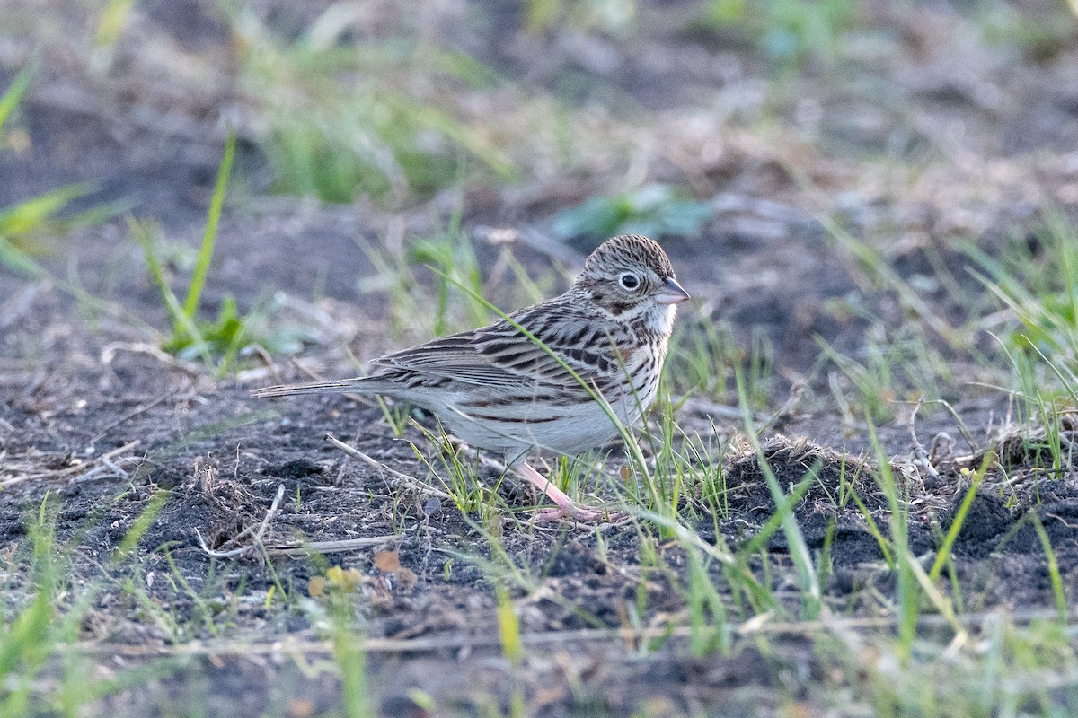 Vesper Sparrow - ML617854405