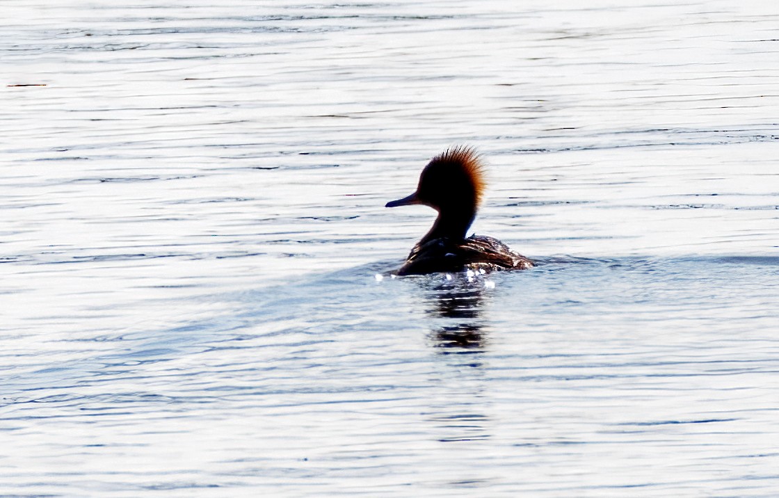 Red-breasted Merganser - ML617854411