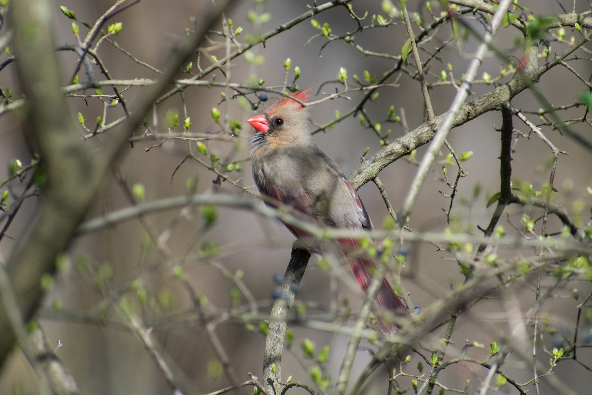 Northern Cardinal - ML617854472