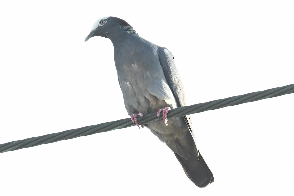 White-crowned Pigeon - ML617854483