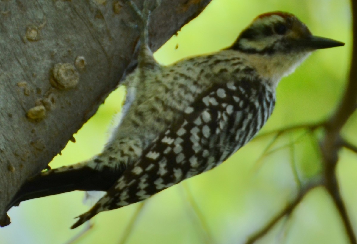 Ladder-backed Woodpecker - Rod Nunley