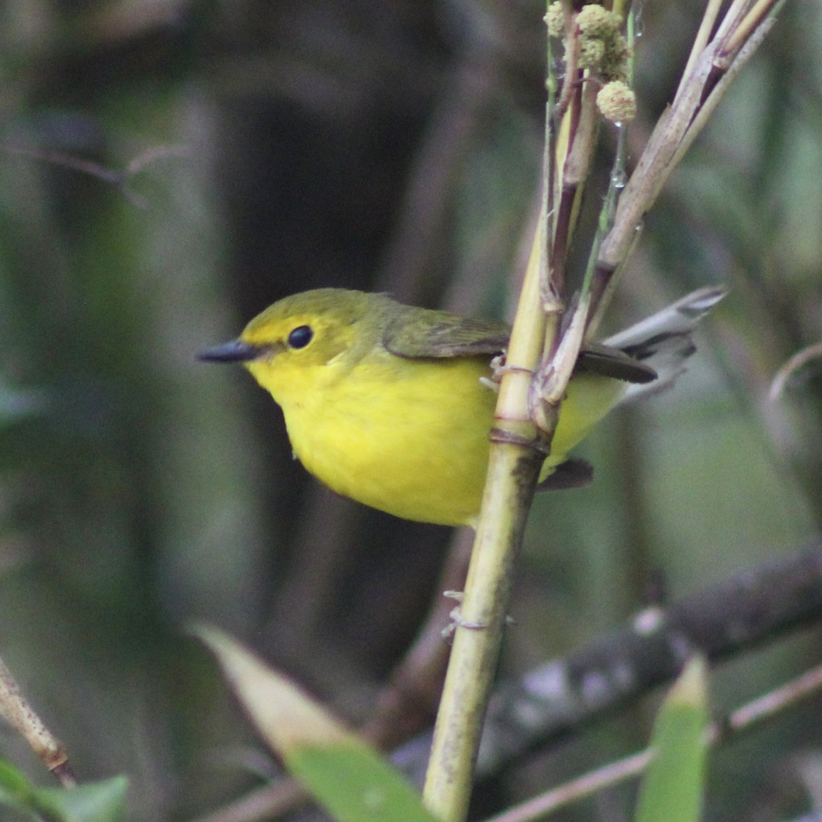 Hooded Warbler - ML617854521
