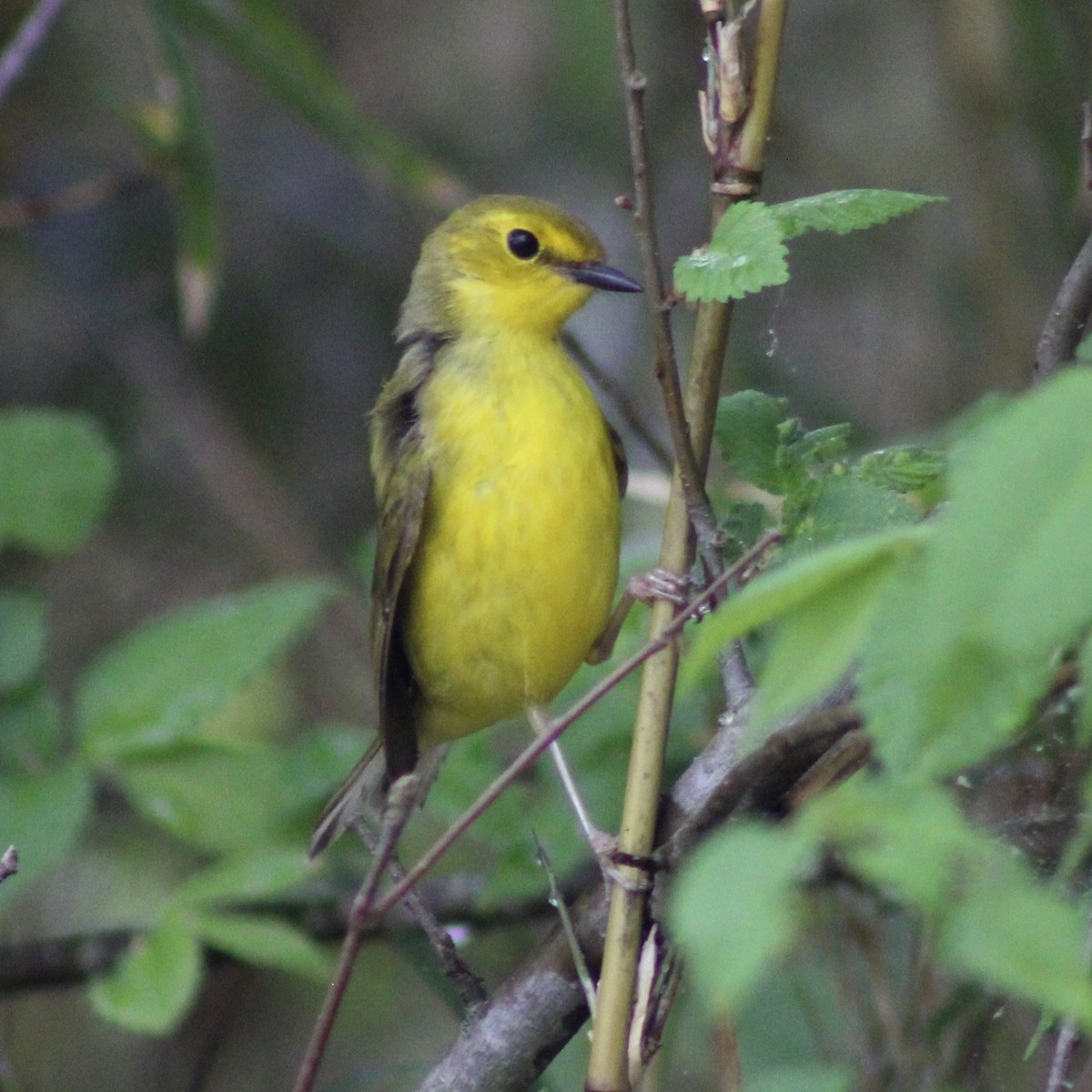 Hooded Warbler - Kevin Markham