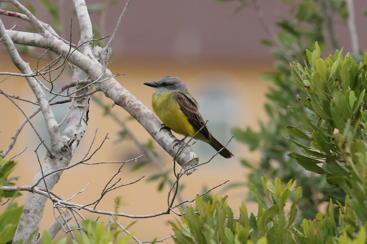 Couch's Kingbird - Jeremy Nance