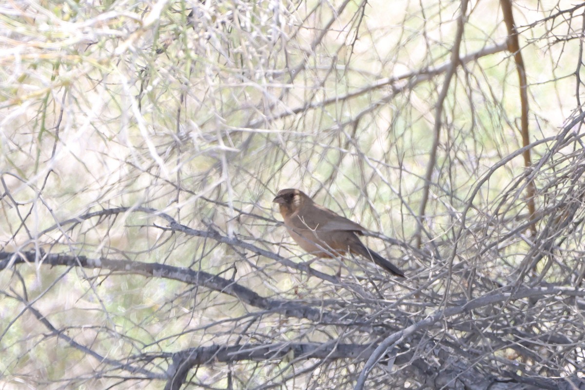 Abert's Towhee - Caleb Villar