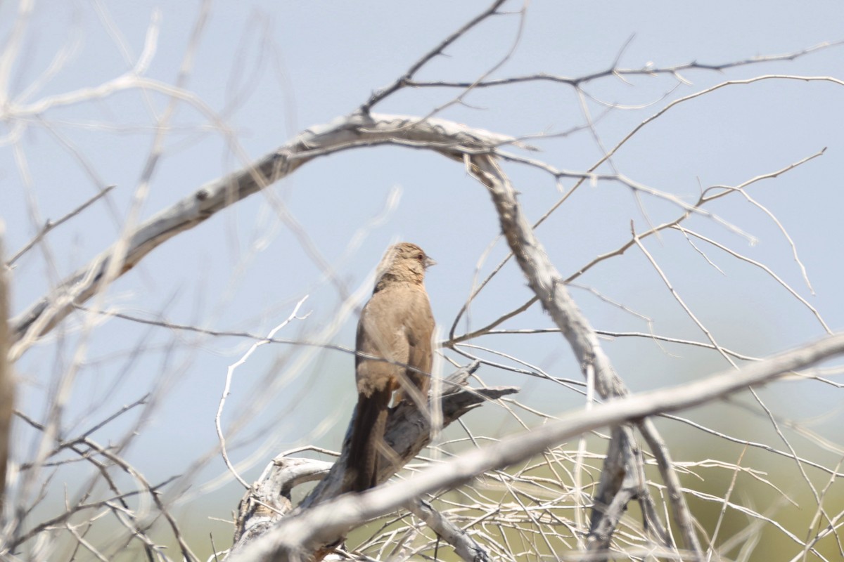 Abert's Towhee - ML617854542