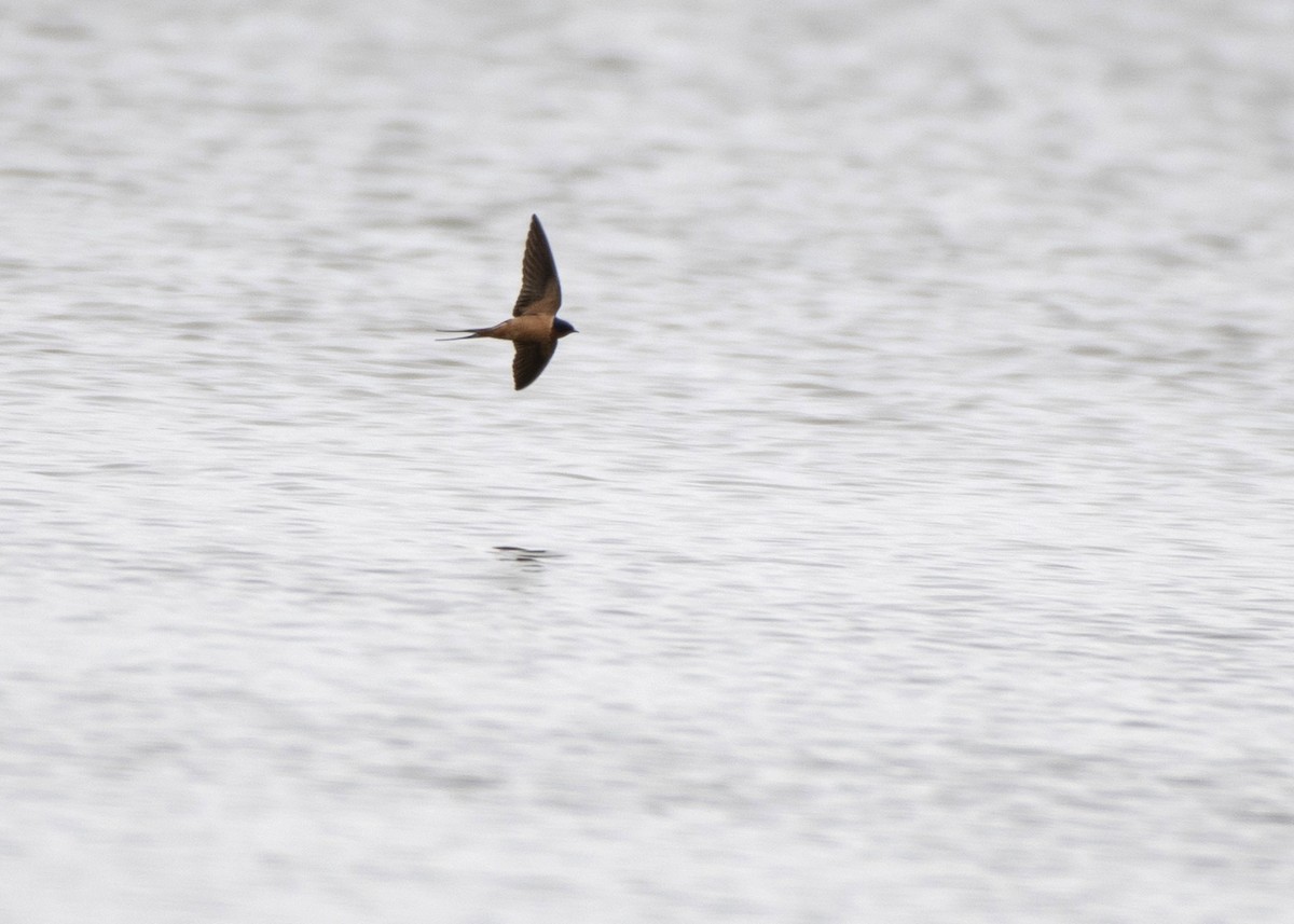 Barn Swallow (American) - Jake Nafziger