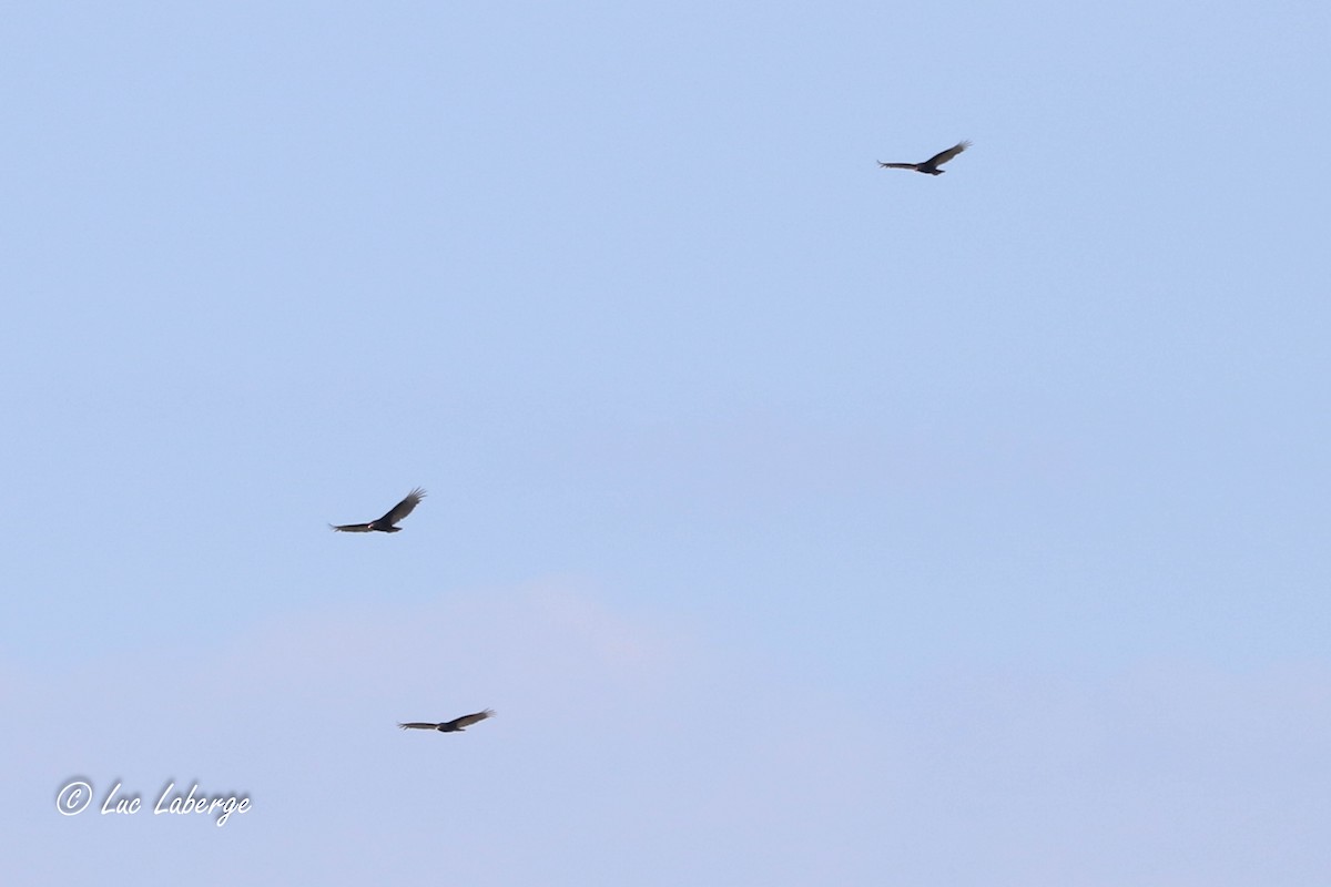 Turkey Vulture - ML617854619