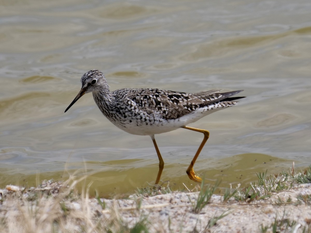 Solitary Sandpiper - Karen Coupland