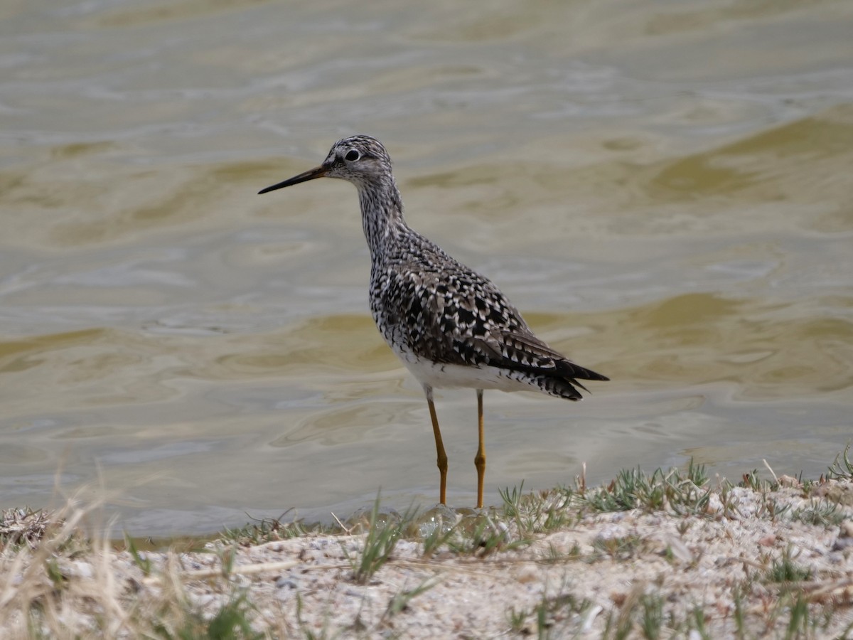 Solitary Sandpiper - Karen Coupland