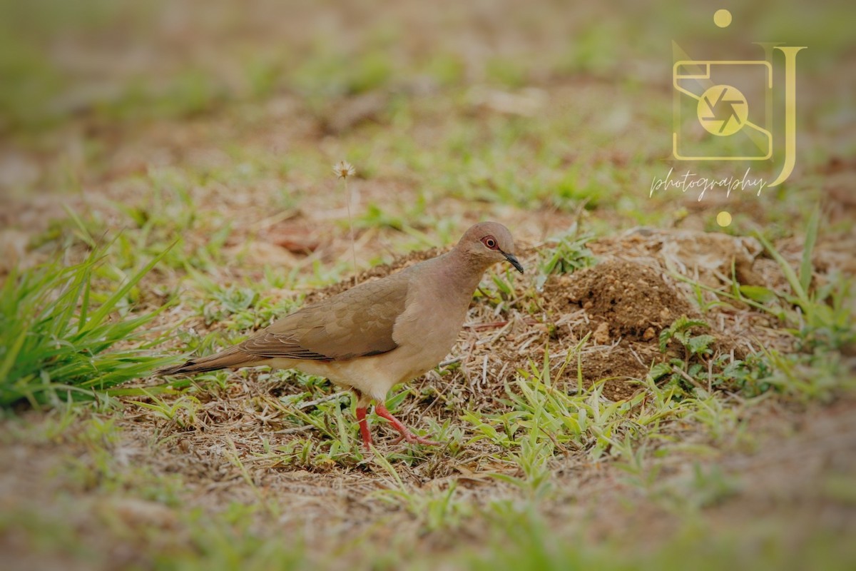 White-tipped Dove - ML617854780