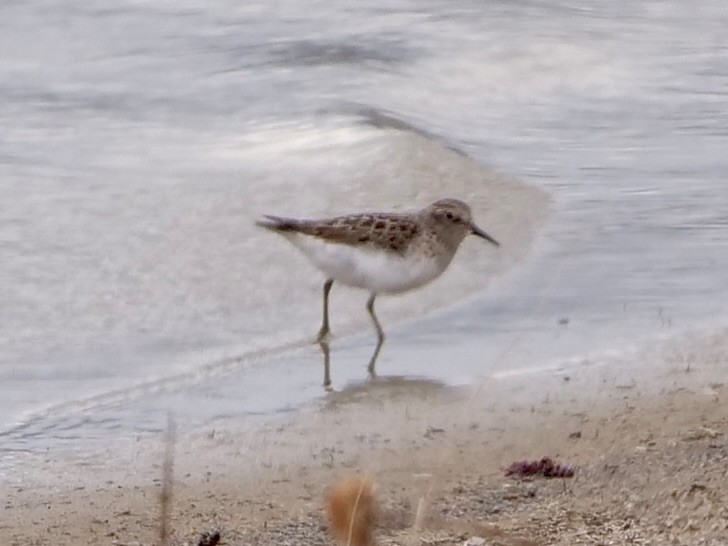 Least Sandpiper - Karen Coupland