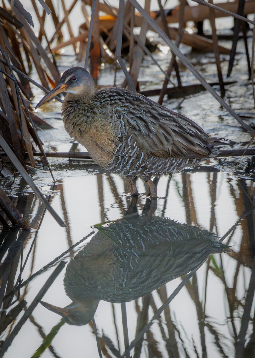 Clapper Rail - ML617854880