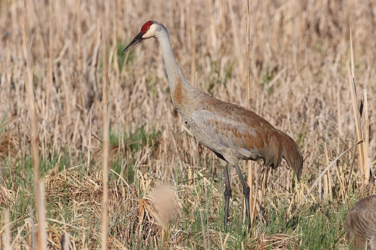 Sandhill Crane - ML617854944